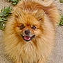 dog, pomeranian, fluffy, smiling, pet, animal, cute, fur, outdoor, concrete, greenery, happy, small_dog, face, canine, tongue, eyes, ears, paws, nature