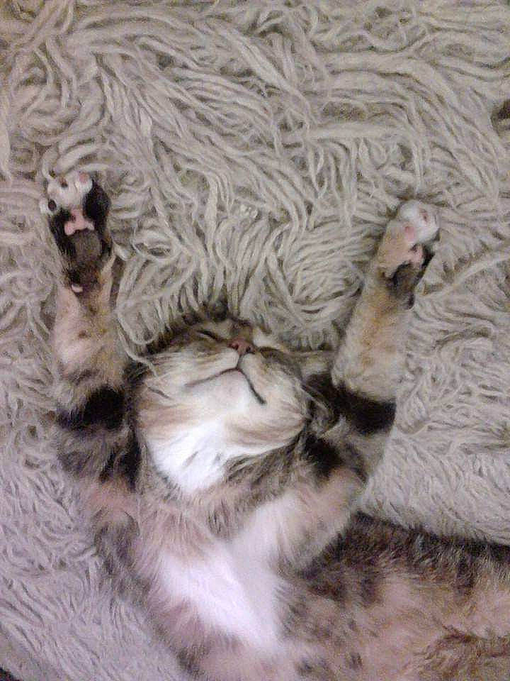 Tania a rejoint le concours — aidez-le/la à gagner de superbes lots ! art, carnivore, cat, claw, domestic_short_haired_cat, fawn, felidae, fur, gesture, grey, linens, pattern, paw, small_to_medium_sized_cats, snout, tail, terrestrial_animal, whiskers, wildlife, wood