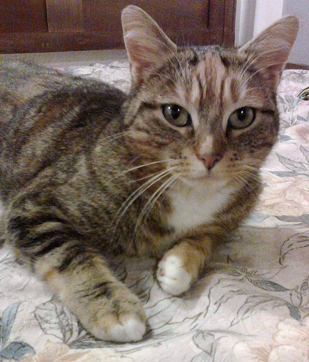 Tania participe au concours pour gagner de l'argent avec cette photo : carnivore, cat, domestic_short_haired_cat, felidae, fur, paw, small_to_medium_sized_cats, snout, tail, terrestrial_animal, whiskers, window