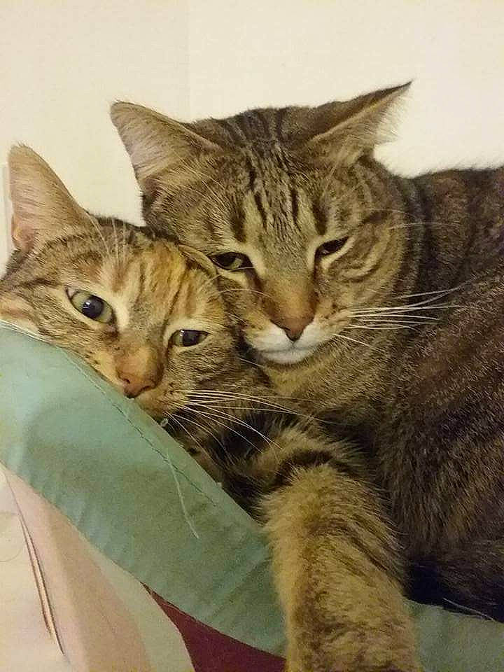 Tania participe au concours pour gagner de l'argent avec cette photo : carnivore, cat, domestic_short_haired_cat, eye, felidae, fur, paw, small_to_medium_sized_cats, snout, terrestrial_animal, whiskers, wildlife