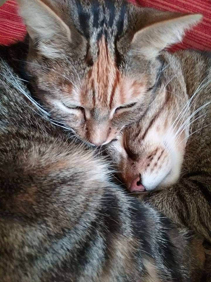 Tania a rejoint le concours — aidez-le/la à gagner de superbes lots ! carnivore, cat, claw, comfort, domestic_short_haired_cat, ear, felidae, fur, nap, paw, sleep, small_to_medium_sized_cats, snout, tail, tree, whiskers