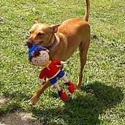 Alma a rejoint le concours — aidez-le/la à gagner de superbes lots ! animal, canine, collar, cute, daylight, dog, doll, grass, grass_field, happy, nature, outdoor, pet, pet_toy, playful, playtime, sunny, tan_dog, toy, walking