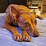 Alma a rejoint le concours — aidez-le/la à gagner de superbes lots ! animal, bed, brown_dog, canine, close_up, collar, comfortable, dog, domestic_animal, ears, expression, fur, indoor, looking, lying_down, nails, paws, pet, portrait, resting