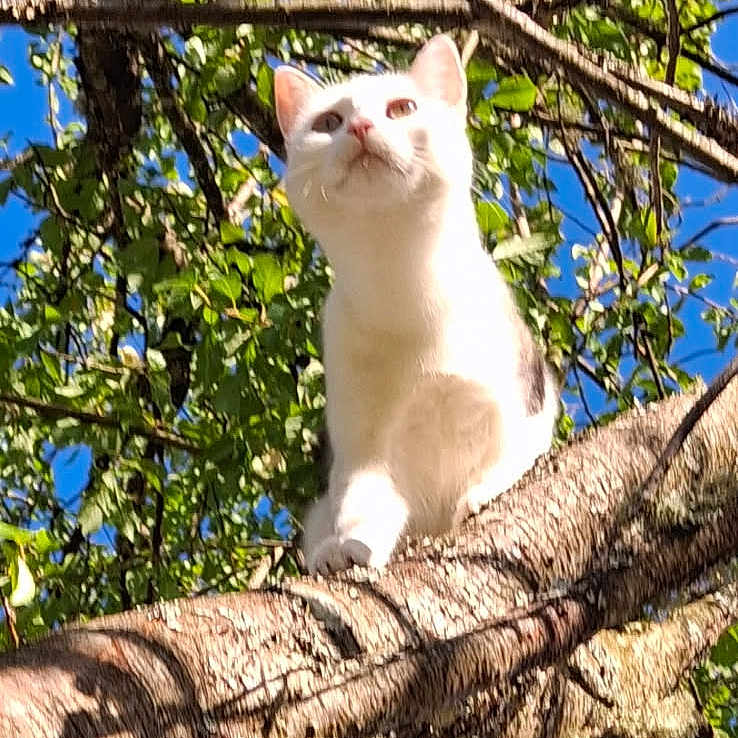 Ange a rejoint le concours — aidez-le/la à gagner de superbes lots ! cat, white_cat, animal, pet, feline, tree, branch, outdoors, nature, blue_sky, leaves, foliage, wildlife, perching, sitting, looking_at_camera, sunlight, portrait, vertical_photo, wood