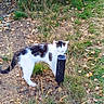 Ange participe au concours pour gagner de l'argent avec cette photo : cat, black_and_white, feline, animal, outdoor, garden, grass, shrubs, fallen_leaves, autumn, nature, wildlife, standing, side_view, fur, tail, ears, garden_post, ground, photography