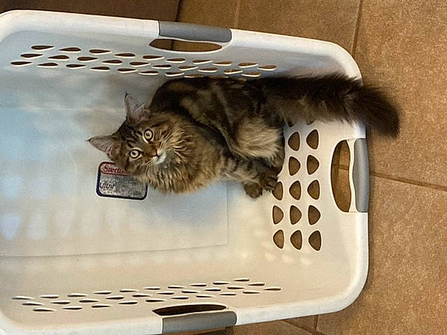 Fritz is registered to the contest to win money with this photo: animal_shelter, bag, baggage, carnivore, cat, cat_bed, cat_supply, comfort, domestic_short_haired_cat, felidae, fur, gas, home_appliance, major_appliance, metal, pet_supply, rectangle, small_to_medium_sized_cats, tail, whiskers