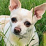 dog, small_dog, cream_colored, ears, brown_eyes, grass, greenery, outdoor, nature, close_up, animal, pet, lying_down, curious, snout, canine, face, quiet, calm, daylight