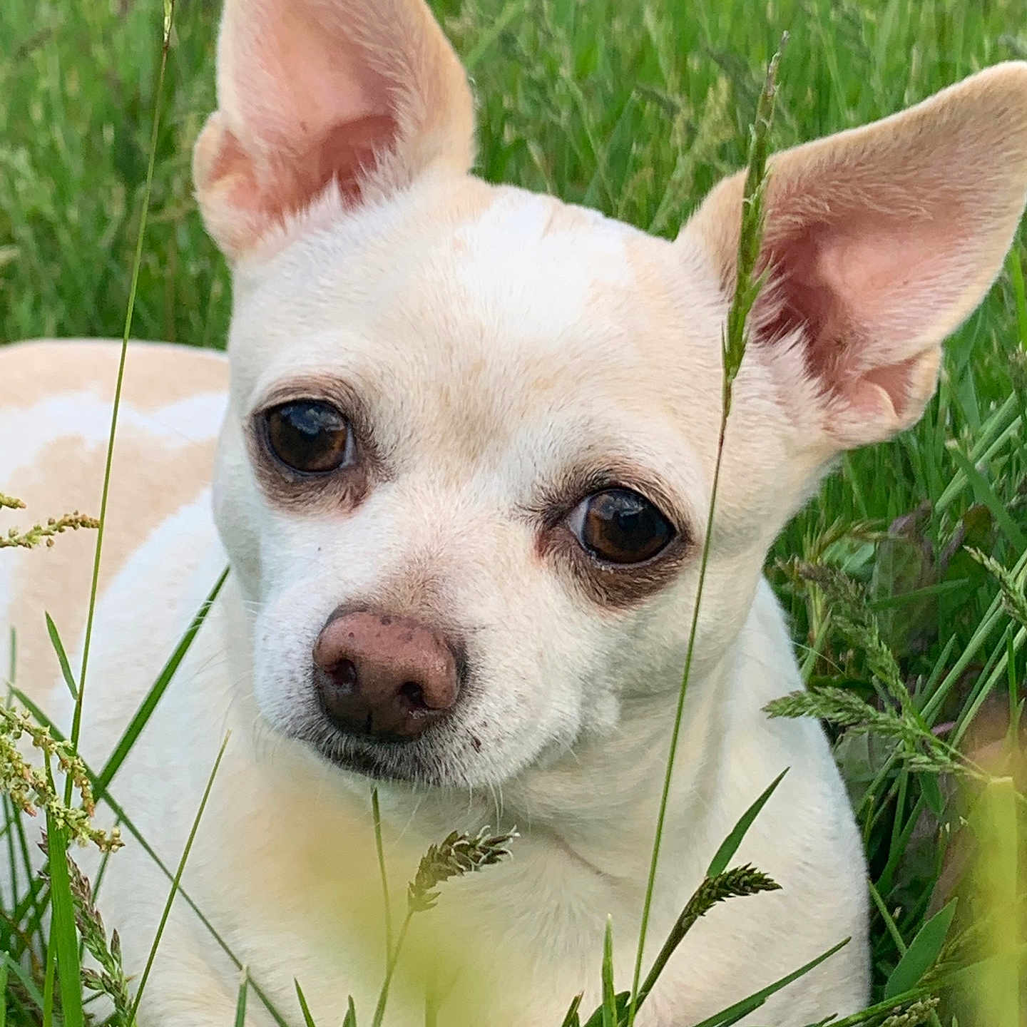 Lilly joined the competition — help win amazing prizes! animal, brown_eyes, calm, canine, close_up, cream_colored, curious, daylight, dog, ears, face, grass, greenery, lying_down, nature, outdoor, pet, quiet, small_dog, snout