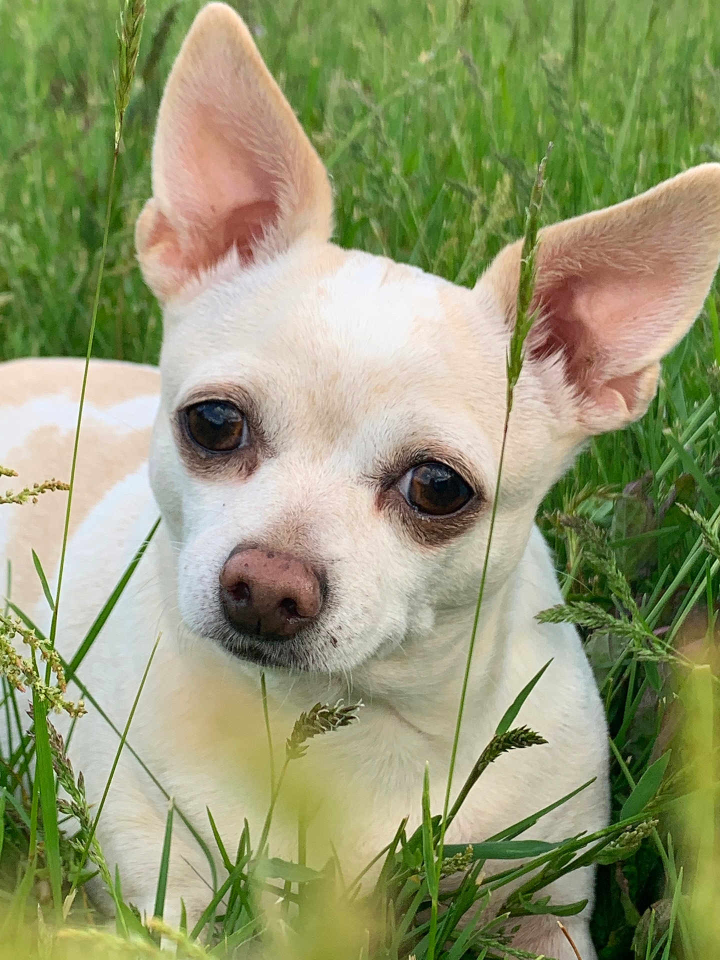Lilly joined the competition — help win amazing prizes! dog, small_dog, cream_colored, ears, brown_eyes, grass, greenery, outdoor, nature, close_up, animal, pet, lying_down, curious, snout, canine, face, quiet, calm, daylight