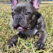 Duke joined the competition — help win amazing prizes! french_bulldog, puppy, dog, grass, outdoor, pet, animal, ears, close_up, sunlight, nature, tongue, playful, cute, muzzle, paw, daytime, blue_sky, young, canine