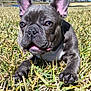 french_bulldog, puppy, dog, grass, outdoor, pet, animal, ears, close_up, sunlight, nature, tongue, playful, cute, muzzle, paw, daytime, blue_sky, young, canine