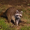 Cynthia B.
