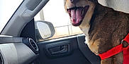 Jax joined the competition — help win amazing prizes! dog, car, harness, pet, vehicle_interior, passenger_seat, window, side_mirror, happy, canine, brown_fur, open_mouth, tongue, seat, blue_blanket, daylight, door_handle, dashboard, window_glass, inside