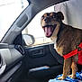 dog, car, harness, pet, vehicle_interior, passenger_seat, window, side_mirror, happy, canine, brown_fur, open_mouth, tongue, seat, blue_blanket, daylight, door_handle, dashboard, window_glass, inside