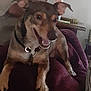 dog, pet, smiling, collar, indoor, blanket, furniture, table, brown, canine, happy, relaxed, domestic, animal, closeup, ears, paw, tongue, home, mammal