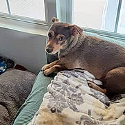 Jax is registered to the contest to win money with this photo: dog, pet, blanket, chair, window, indoor, cozy, relaxed, fur, animal, looking, home, cushion, resting, daylight, curious, small_dog, seated, comfort, furniture