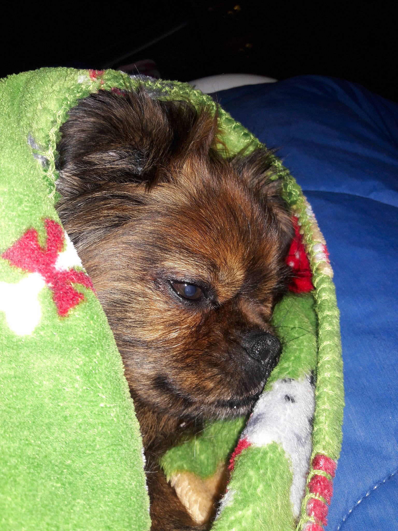 Freedom joined the competition — help win amazing prizes! australian_terrier, border_terrier, cairn_terrier, canidae, carnivore, companion_dog, dog, dog_breed, griffon_bruxellois, mammal, morkie, norfolk_terrier, norwich_terrier, puppy, rare_breed_dog, terrier, toy_dog, yorkipoo