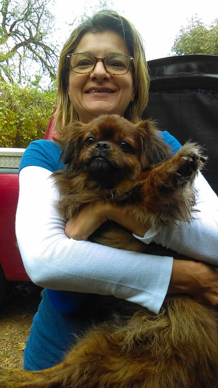 Freedom joined the competition — help win amazing prizes! canidae, carnivore, chinese_imperial_dog, companion_dog, dog, dog_breed, griffon_bruxellois, liver, maltepoo, mammal, pekingese, puppy, puppy_love, shih_tzu, sporting_group, tibetan_spaniel, toy_dog, vertebrate