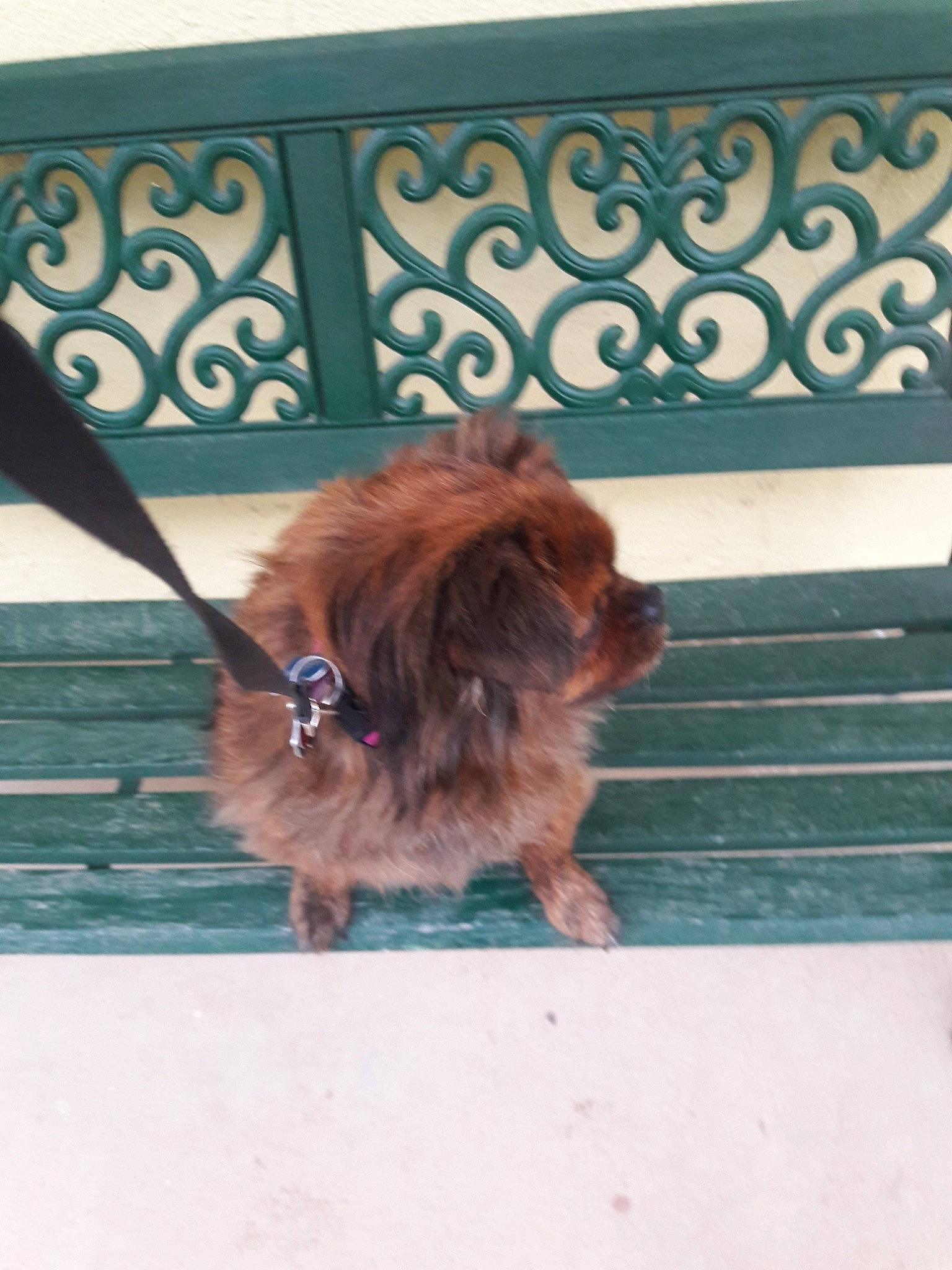 Freedom is registered to the contest to win money with this photo: canidae, carnivore, companion_dog, dog, dog_breed, fawn, liver, pekingese, pomeranian, puppy, snout, sporting_group, toy_dog