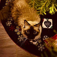 Romeo is registered to the contest to win money with this photo: cat, siamese_cat, christmas_tree, christmas_tree_skirt, holiday, gift_box, snowflake_pattern, festive, pet, feline, whiskers, indoor, floor, decor, cute, fluffy, animal, looking_up, christmas, cozy