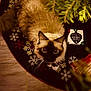 cat, siamese_cat, christmas_tree, christmas_tree_skirt, holiday, gift_box, snowflake_pattern, festive, pet, feline, whiskers, indoor, floor, decor, cute, fluffy, animal, looking_up, christmas, cozy