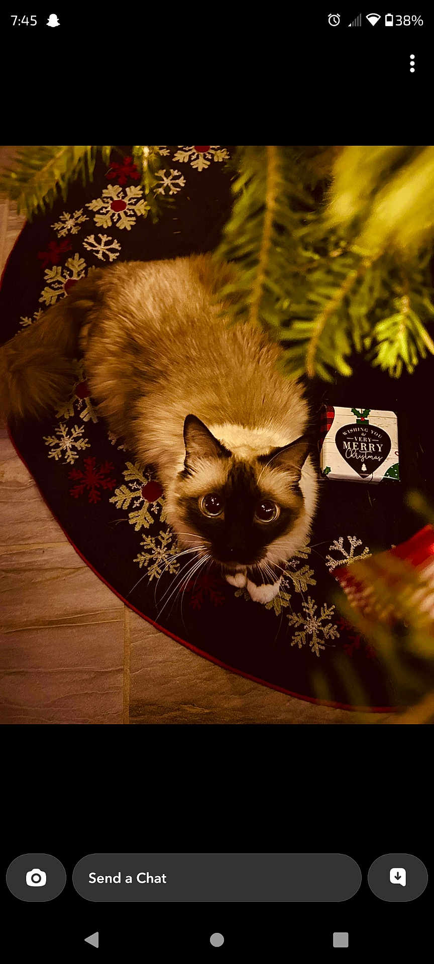 Romeo is registered to the contest to win money with this photo: cat, siamese_cat, christmas_tree, christmas_tree_skirt, holiday, gift_box, snowflake_pattern, festive, pet, feline, whiskers, indoor, floor, decor, cute, fluffy, animal, looking_up, christmas, cozy