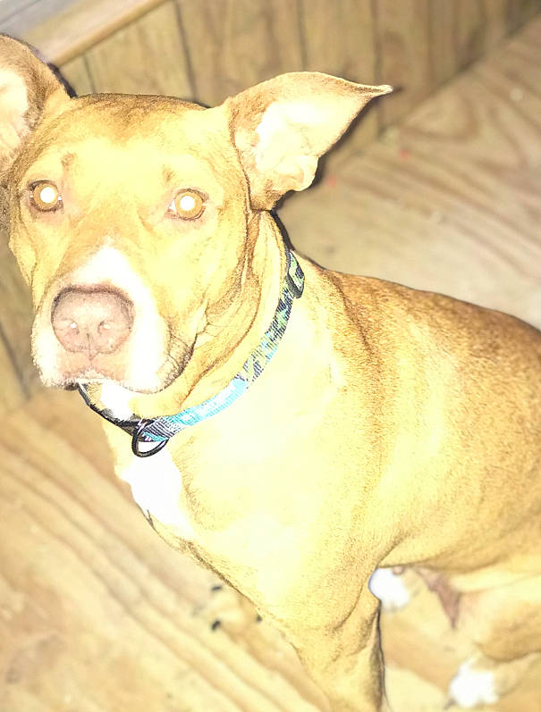 Dallas is registered to the contest to win money with this photo: canidae, carnivore, collar, companion_dog, dog, dog_breed, dog_collar, fawn, liver, non_sporting_group, pet_supply, snout, sporting_group, tableware, terrestrial_animal, whiskers, wood, working_animal, working_dog, wrinkle