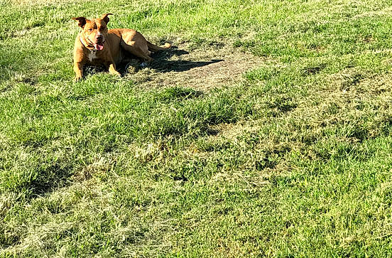 Dallas joined the competition — help win amazing prizes! canidae, carnivore, companion_dog, dog_breed, fawn, field, grass, grass_family, grassland, grazing, groundcover, liver, meadow, natural_landscape, pasture, people_in_nature, plant, prairie, sporting_group, terrestrial_animal