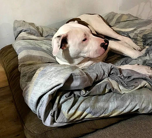 Diesel joined the competition — help win amazing prizes! bed, bedding, bedtime, canidae, carnivore, comfort, companion_dog, dog, dog_breed, dog_supply, fawn, fur, grey, linens, nap, pet_supply, snout, sporting_group, wood, working_animal