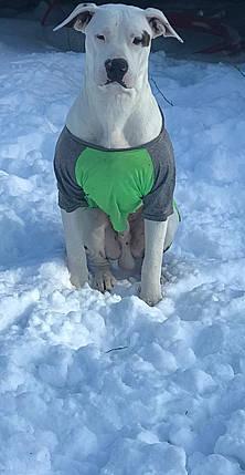 Diesel is registered to the contest to win money with this photo: arctic, canidae, electric_blue, flightless_bird, freezing, frost, fun, fur, glacial_landform, hat, ice_cap, leisure, penguin, playing_in_the_snow, polar_ice_cap, recreation, snow, sporting_group, tree, winter