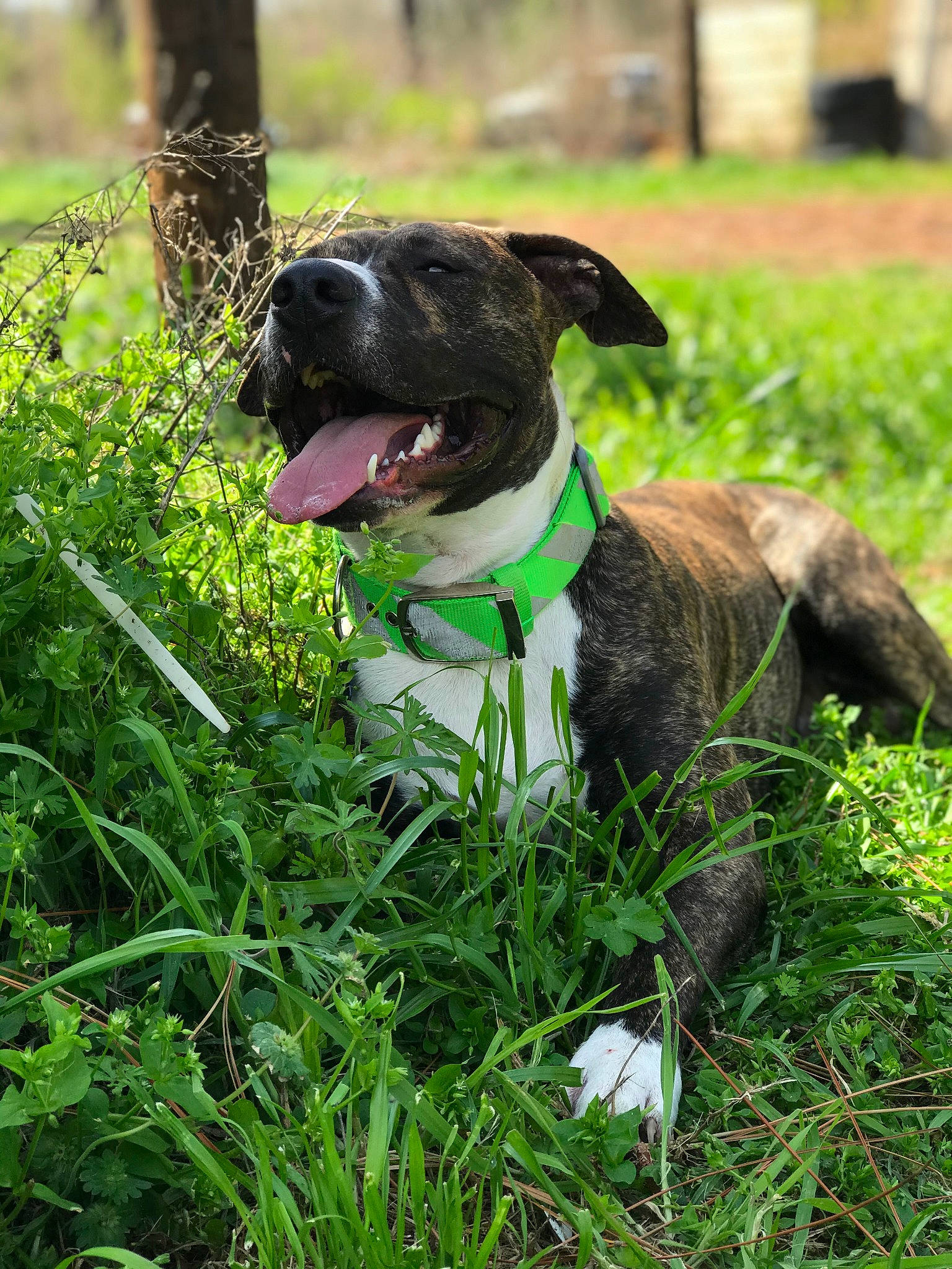 Odin is registered to the contest to win money with this photo: canidae, carnivore, collar, companion_dog, dog, dog_breed, dog_collar, fawn, grass, groundcover, gun_dog, leash, pet_supply, plant, snout, sporting_group, tail, tree, whiskers, working_animal