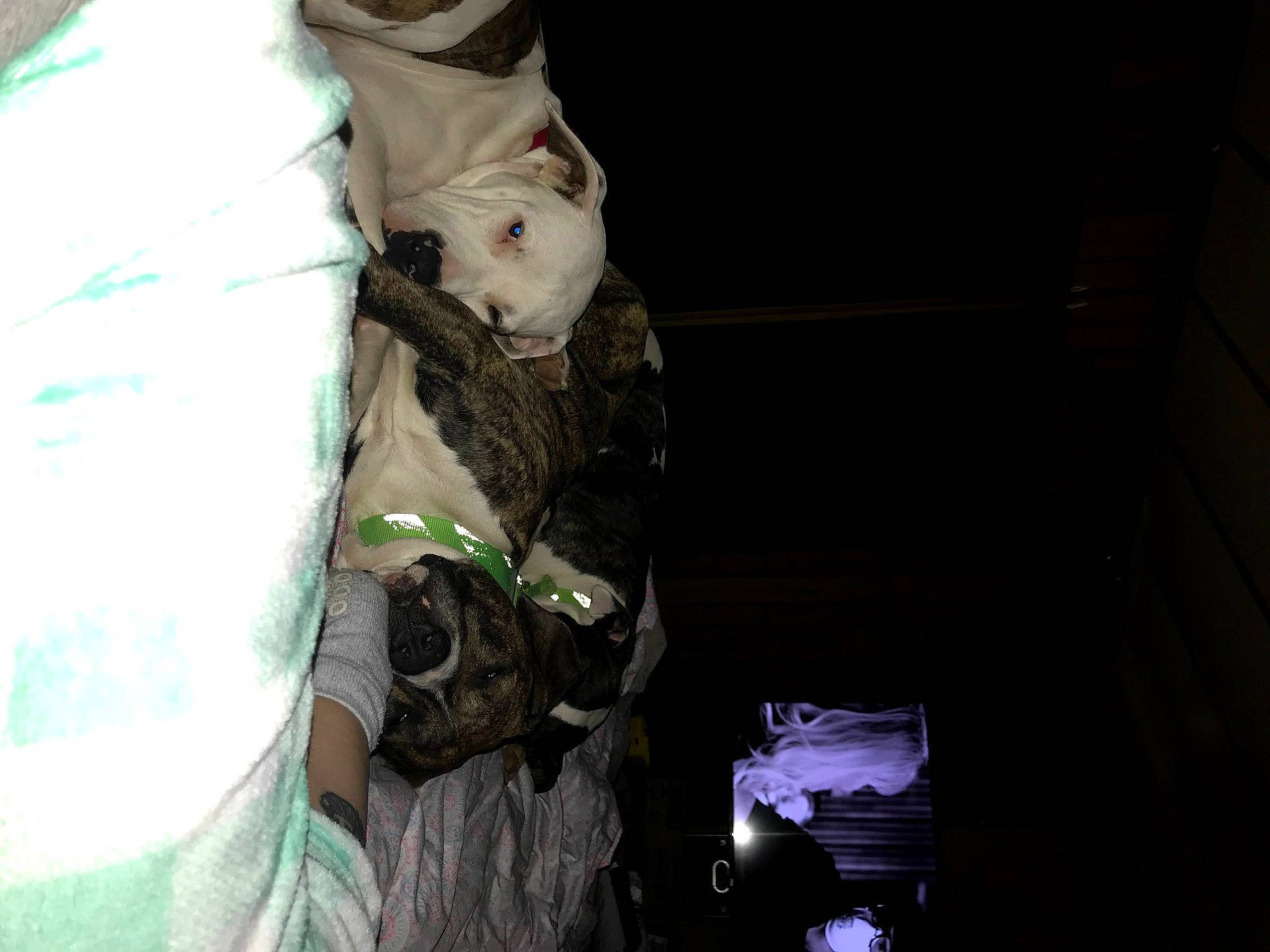 Odin is registered to the contest to win money with this photo: beard, canidae, companion_dog, darkness, dog, dog_breed, dog_clothes, felidae, fictional_character, fun, fur, pattern, personal_protective_equipment, plastic_bag, room, small_to_medium_sized_cats, sporting_group, toy_dog, tree, whiskers