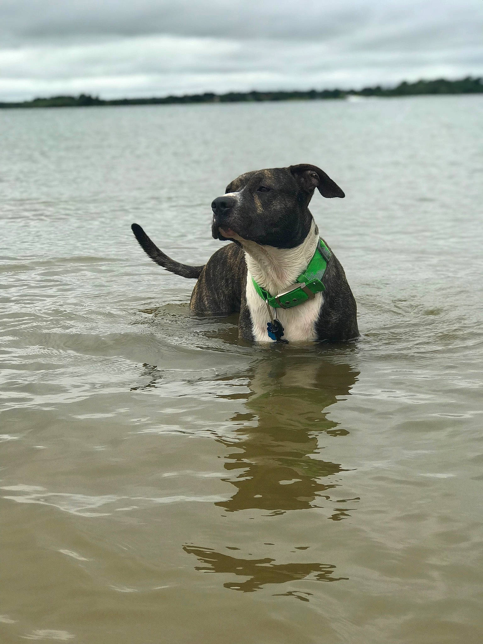 Odin joined the competition — help win amazing prizes! body_of_water, canidae, carnivore, cloud, collar, companion_dog, dog, dog_breed, dog_collar, fawn, guard_dog, lake, liquid, plant, sky, snout, sporting_group, tail, water, working_animal
