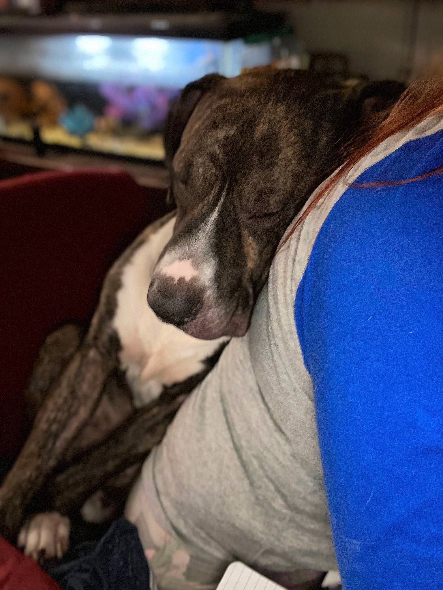 Odin joined the competition — help win amazing prizes! canidae, carnivore, comfort, companion_dog, couch, dog, dog_breed, ear, flesh, fur, human_leg, nap, non_sporting_group, sleep, snout, sporting_group, whiskers, working_animal