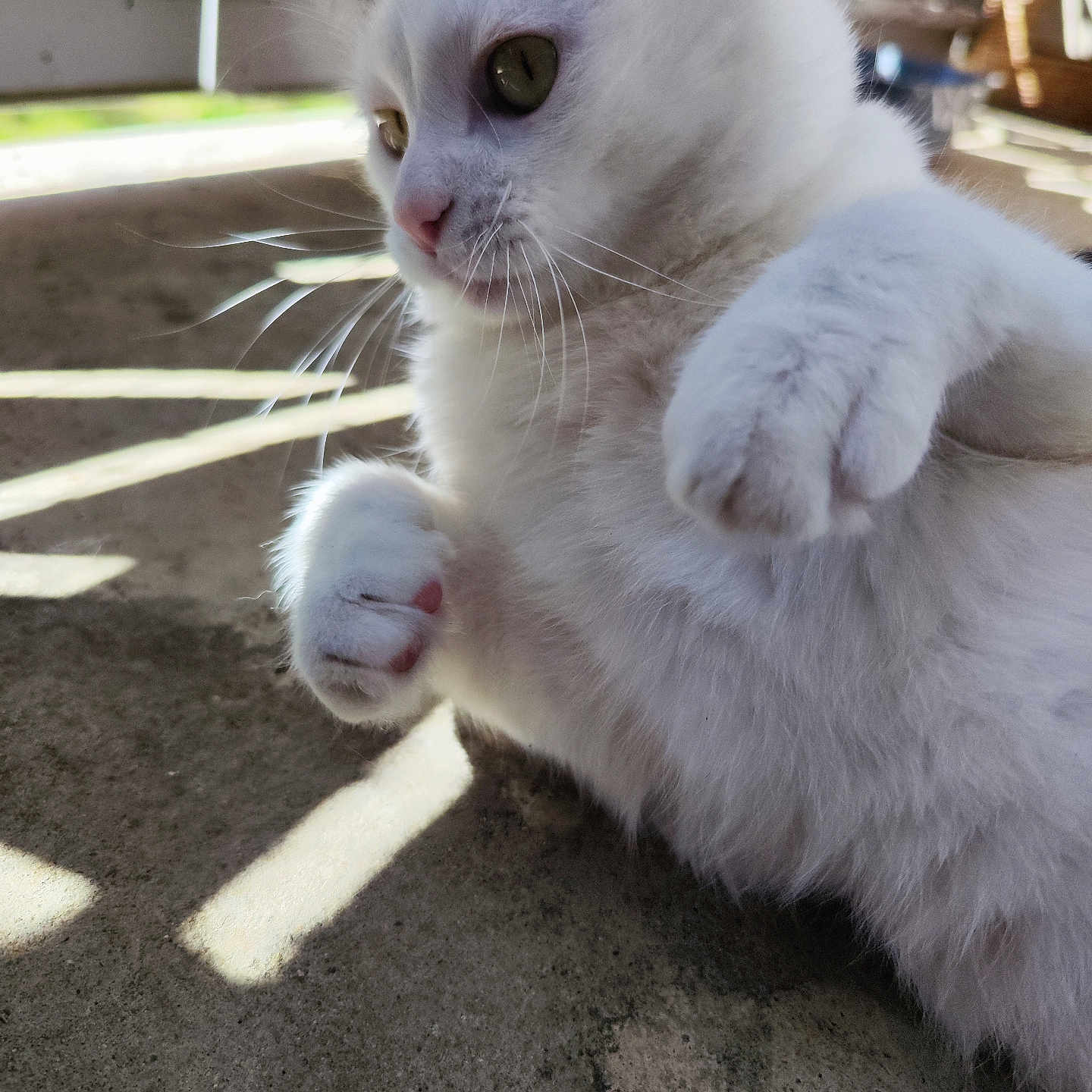 Viking a rejoint le concours — aidez-le/la à gagner de superbes lots ! cat, white_cat, animal, pet, whiskers, paw, close_up, fur, playful, outdoor, sunlight, shadow, concrete_floor, cute, domestic_cat, mammal, young_cat, curious, resting, feline