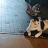Viking a rejoint le concours — aidez-le/la à gagner de superbes lots ! cat, slipper, sneakers, floor, tile_floor, indoor, pet, animal, white_cat, black_spots, resting, curious, feline, footwear, pair_of_shoes, casual, domestic, cozy, relaxed, side_view