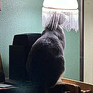 Maxwell is registered to the contest to win money with this photo: cat, lamp, indoor, furniture, wood, green_wall, light, shadow, animal, pet, back_view, sitting, cozy, home, decor, table, soft_fur, mystery, silhouette, ambient_light