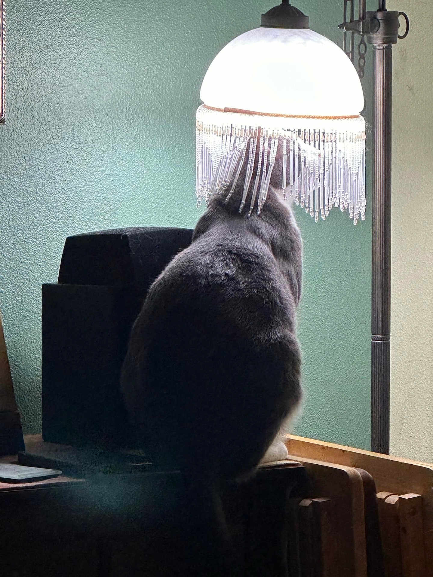 Maxwell is registered to the contest to win money with this photo: cat, lamp, indoor, furniture, wood, green_wall, light, shadow, animal, pet, back_view, sitting, cozy, home, decor, table, soft_fur, mystery, silhouette, ambient_light
