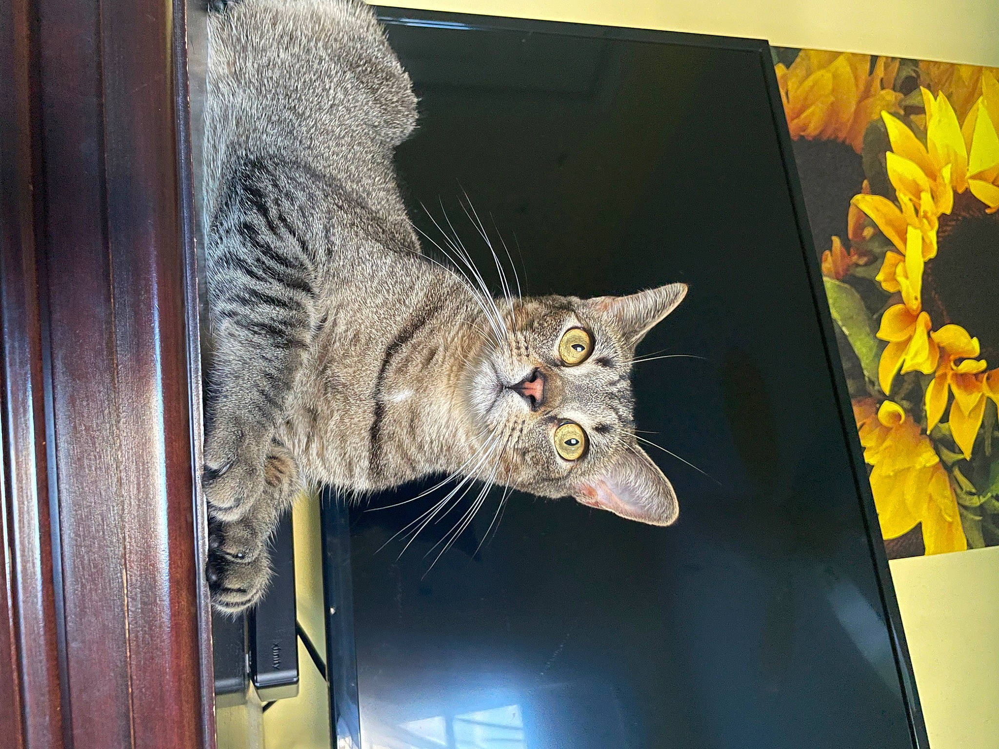 Dinah is registered to the contest to win money with this photo: art, carnivore, cat, creative_arts, domestic_short_haired_cat, eye, felidae, fur, plant, rectangle, room, small_to_medium_sized_cats, snout, tail, twig, visual_arts, whiskers, wildlife, window, wood