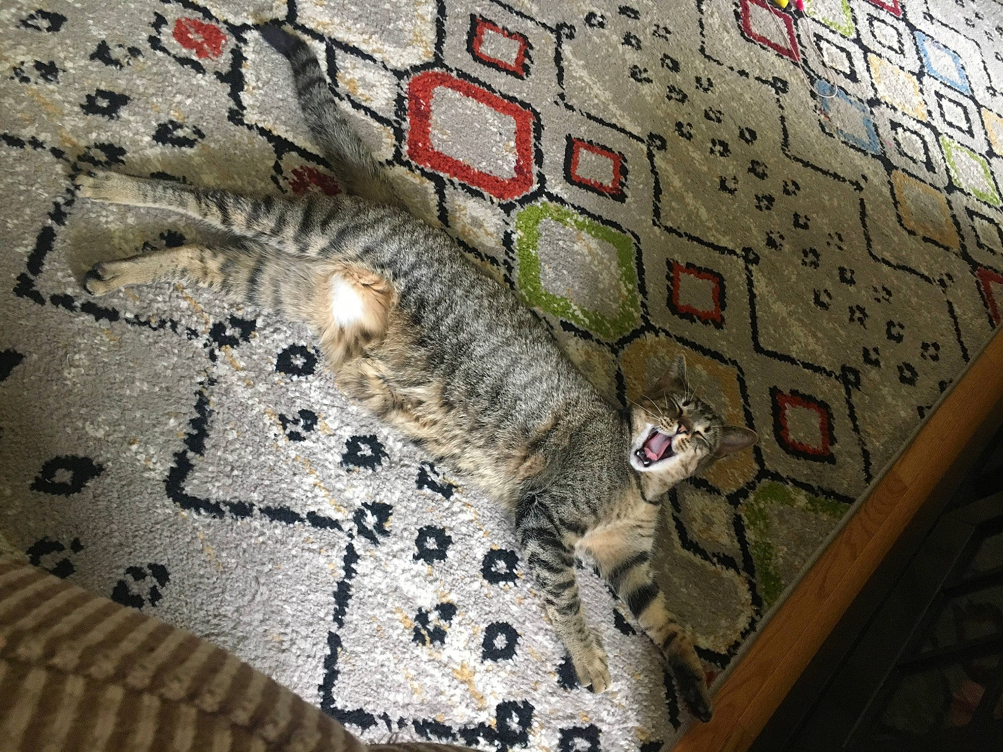 Dinah is registered to the contest to win money with this photo: art, carnivore, cat, circle, cobblestone, concrete, felidae, flooring, font, fur, pattern, rectangle, road_surface, shadow, sidewalk, small_to_medium_sized_cats, urban_design, whiskers, wood, world