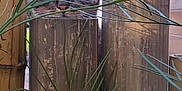 Squitty participe au concours pour gagner de l'argent avec cette photo : art, branch, electrical_supply, electricity, facade, grass, grass_family, house, landscape, metal, plant, plant_stem, sky, terrestrial_plant, tints_and_shades, twig, vegetation, visual_arts, wire, wood