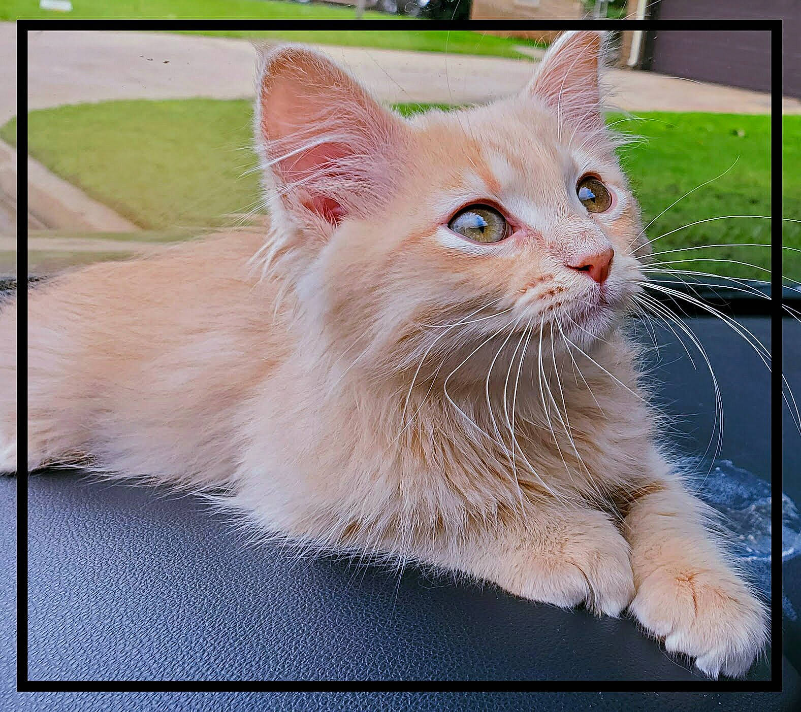 Goose is registered to the contest to win money with this photo: carnivore, cat, claw, domestic_short_haired_cat, fawn, felidae, fur, paw, plant, rectangle, small_to_medium_sized_cats, snout, terrestrial_animal, whiskers, window