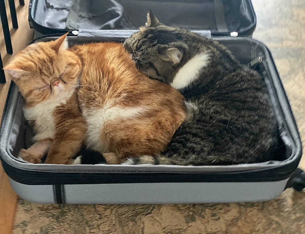 Jasper is registered to the contest to win money with this photo: bag, baggage, basket, box, carnivore, cat, cat_supply, comfort, domestic_short_haired_cat, felidae, fur, luggage_and_bags, mammal, paw, pet_supply, rectangle, small_to_medium_sized_cats, tail, vertebrate, whiskers