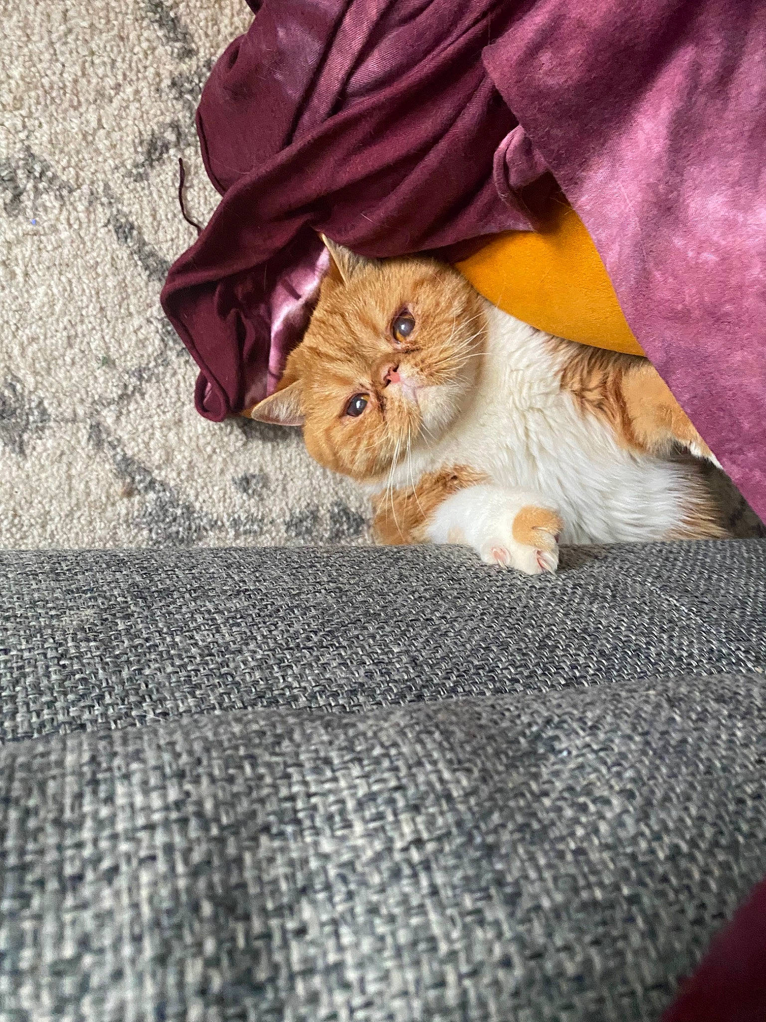 Jasper is registered to the contest to win money with this photo: carnivore, cat, claw, comfort, domestic_short_haired_cat, fawn, felidae, flooring, fur, grey, human_leg, linens, paw, sitting, small_to_medium_sized_cats, tail, textile, whiskers, wood, woven_fabric