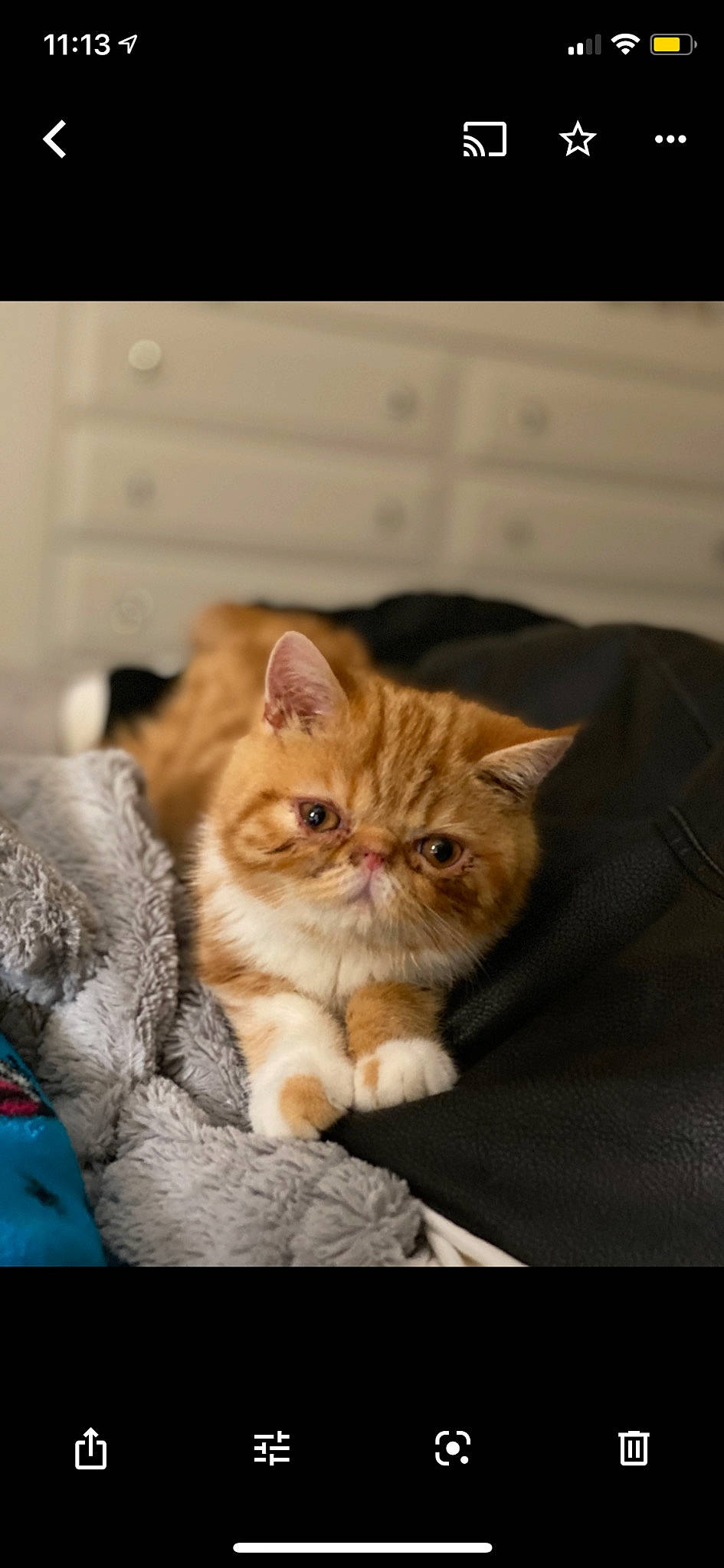 Jasper joined the competition — help win amazing prizes! carnivore, cat, claw, comfort, domestic_short_haired_cat, ear, fawn, felidae, fur, paw, photo_caption, sitting, small_to_medium_sized_cats, snout, tail, whiskers, wood