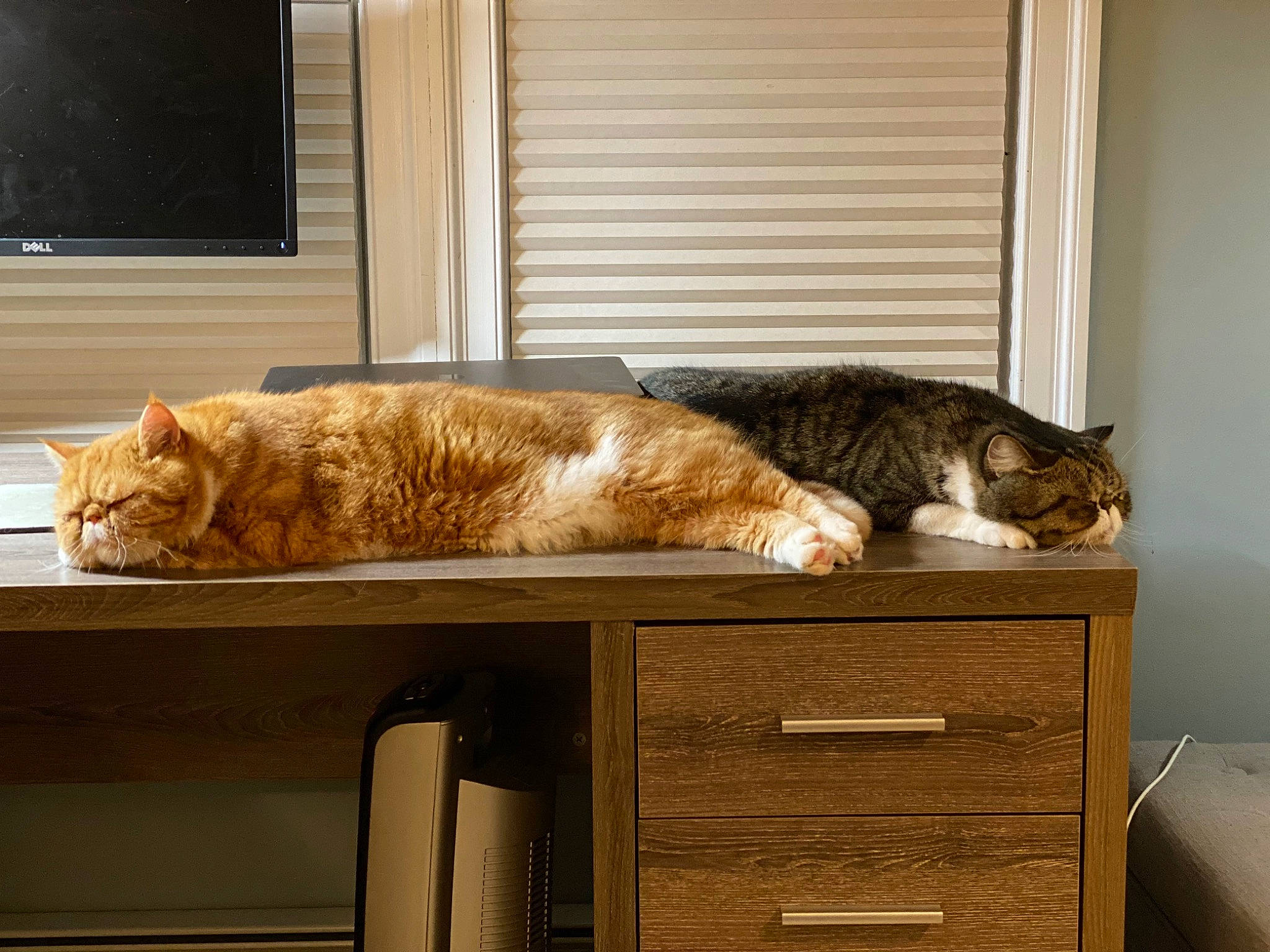 Jasper is registered to the contest to win money with this photo: cabinetry, carnivore, cat, comfort, domestic_short_haired_cat, drawer, felidae, fur, furniture, hardwood, home_appliance, office_equipment, rectangle, room, small_to_medium_sized_cats, table, tail, whiskers, window, wood