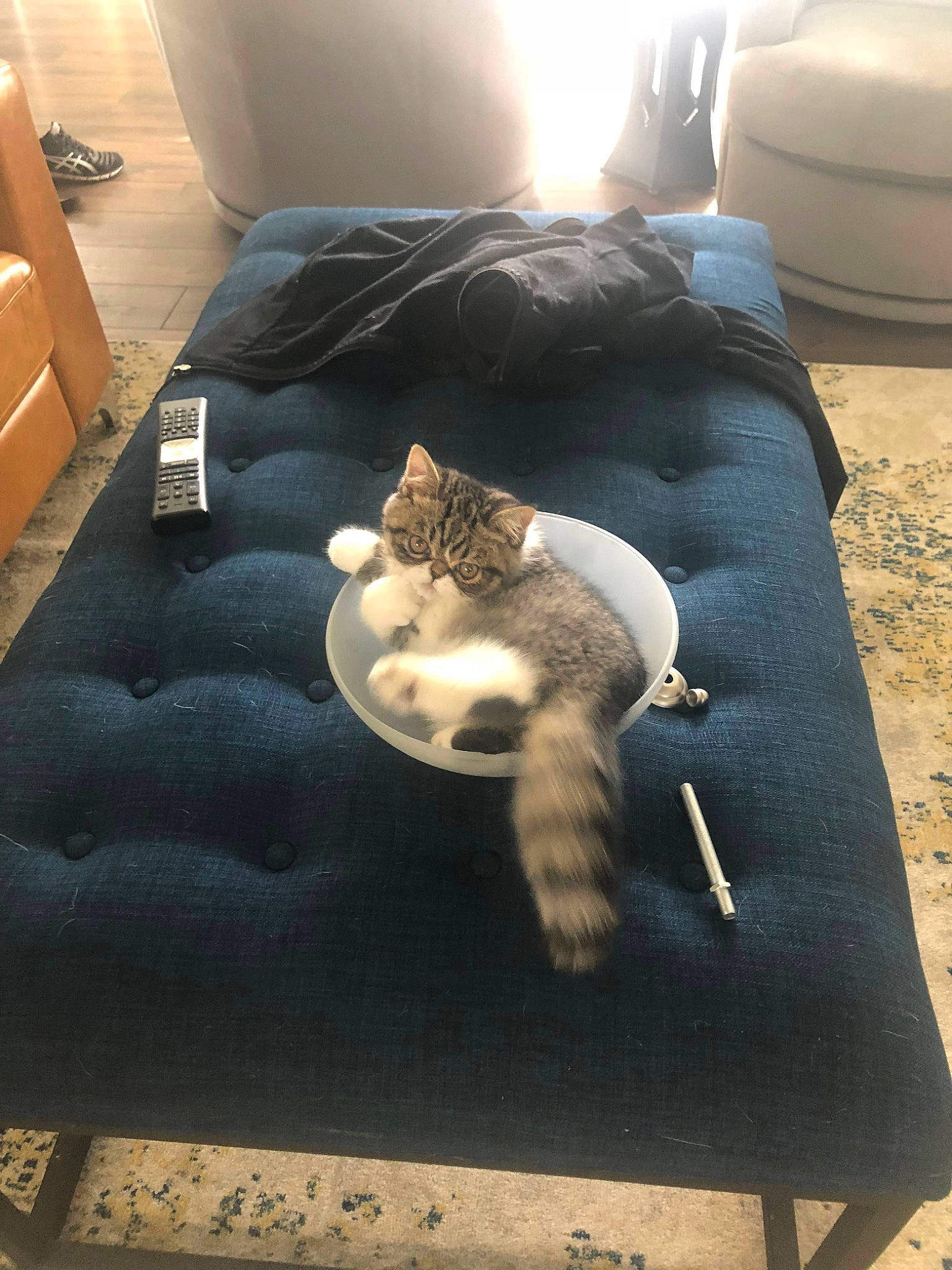 Bandit joined the competition — help win amazing prizes! carnivore, cat, comfort, companion_dog, couch, domestic_short_haired_cat, felidae, floor, flooring, fur, grey, hardwood, light, living_room, room, small_to_medium_sized_cats, tail, textile, whiskers, wood