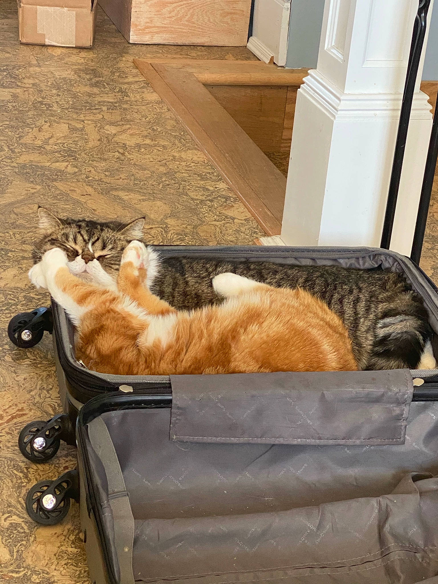 Bandit is registered to the contest to win money with this photo: bag, baggage, brown, carnivore, cat, cat_supply, comfort, companion_dog, domestic_short_haired_cat, fawn, felidae, flooring, fur, luggage_and_bags, pet_supply, room, small_to_medium_sized_cats, tail, whiskers, wood