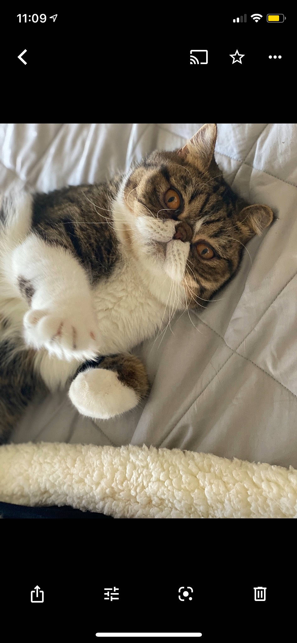 Bandit is registered to the contest to win money with this photo: bedding, carnivore, cat, cat_bed, cat_supply, claw, comfort, domestic_short_haired_cat, felidae, fur, linens, nap, paw, small_to_medium_sized_cats, tail, whiskers