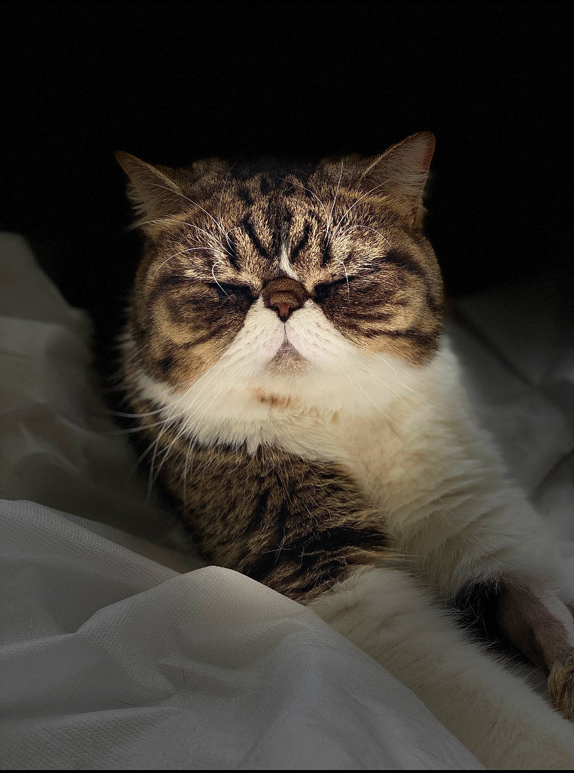 Bandit joined the competition — help win amazing prizes! carnivore, cat, comfort, darkness, domestic_short_haired_cat, felidae, fur, grey, paw, sleep, small_to_medium_sized_cats, snout, terrestrial_animal, whiskers